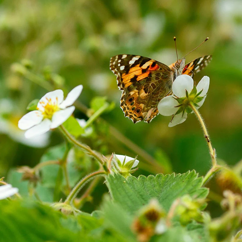 Wild Strawberry - Image 3