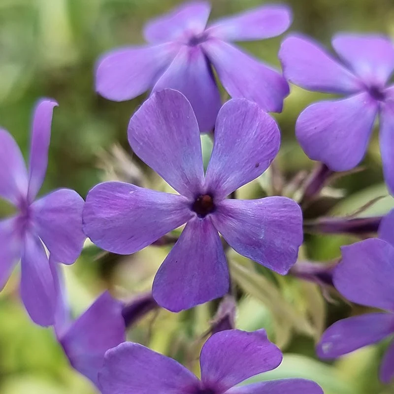 Blue Ribbons Woodland Phlox - Image 2