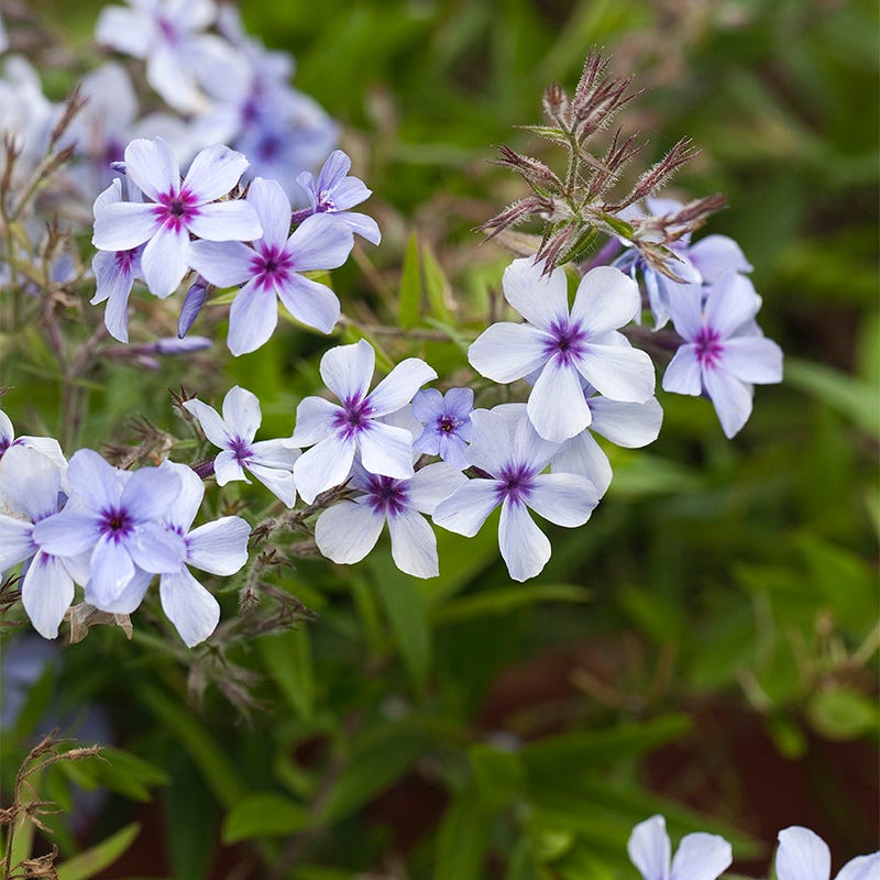 Chattahoochee Woodland Phlox - Image 2