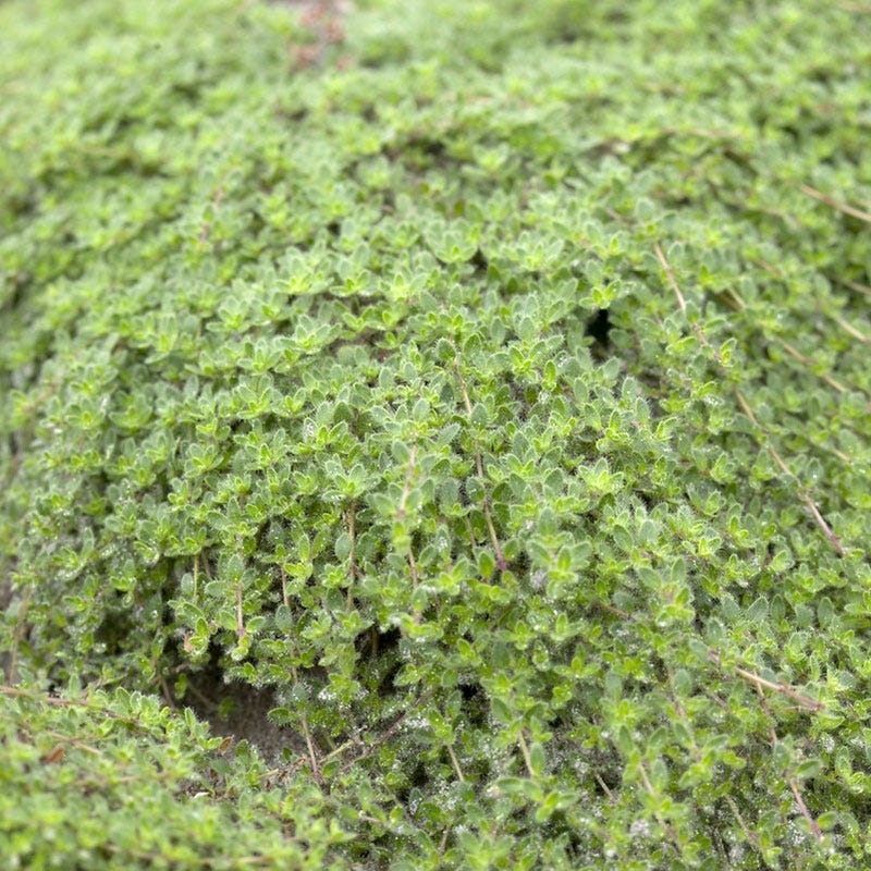Woolly Thyme - Image 2