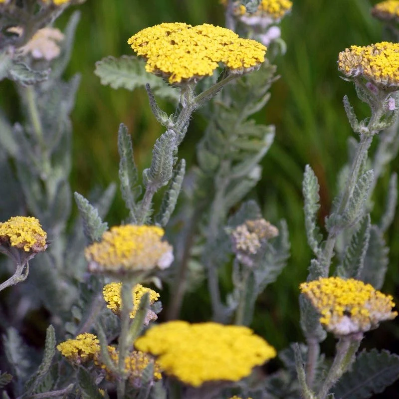 Little Moonshine Yarrow - Image 2