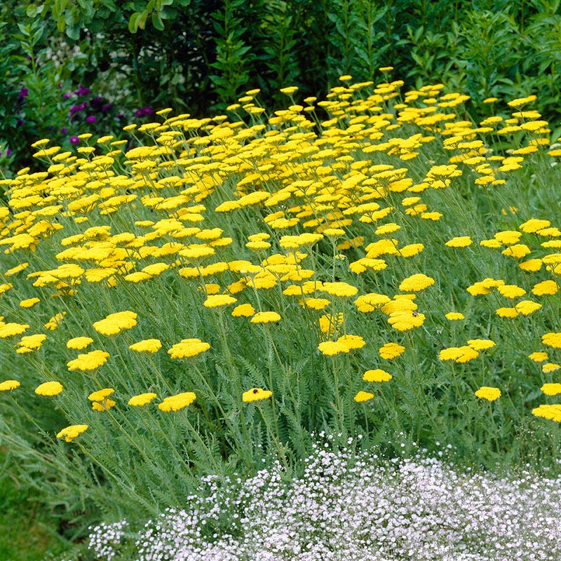 Moonshine Yarrow