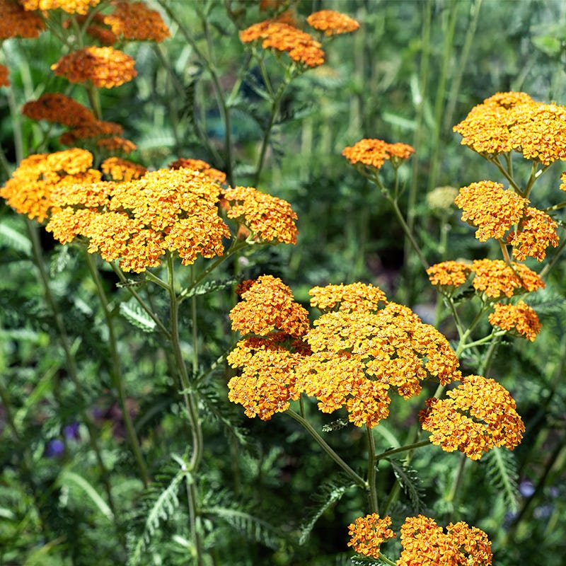 New Vintage™ Terracotta Yarrow - Image 2