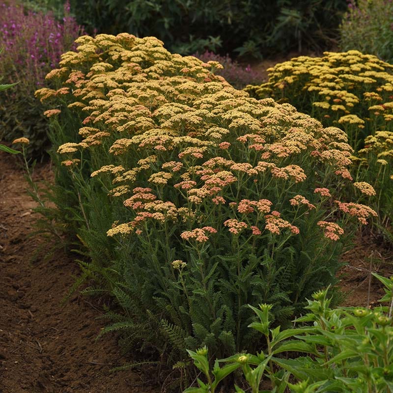New Vintage™ Terracotta Yarrow - Image 4