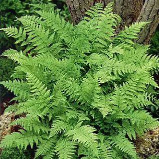 Lady Fern - Image 3