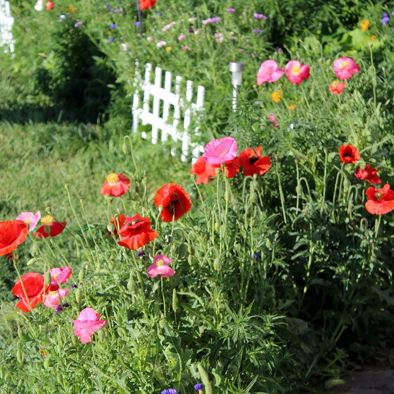 Picket Fence Wildflower Seed Mix - Image 5