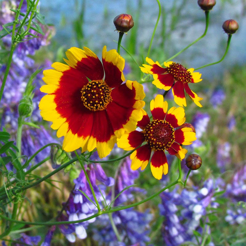 Plains Coreopsis Seeds - Image 2