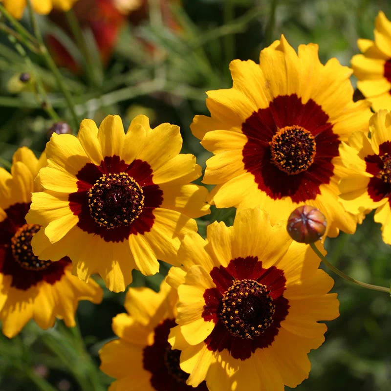 Plains Coreopsis Seeds - Image 5