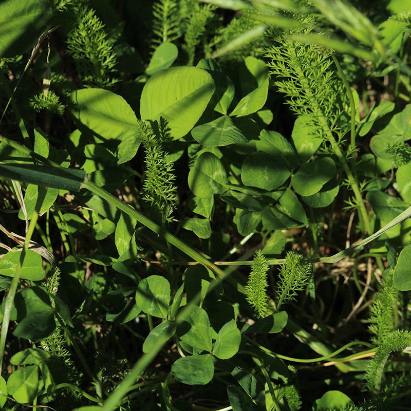 Pollinator Paradise Flowering Lawn Seed Mix - Image 3