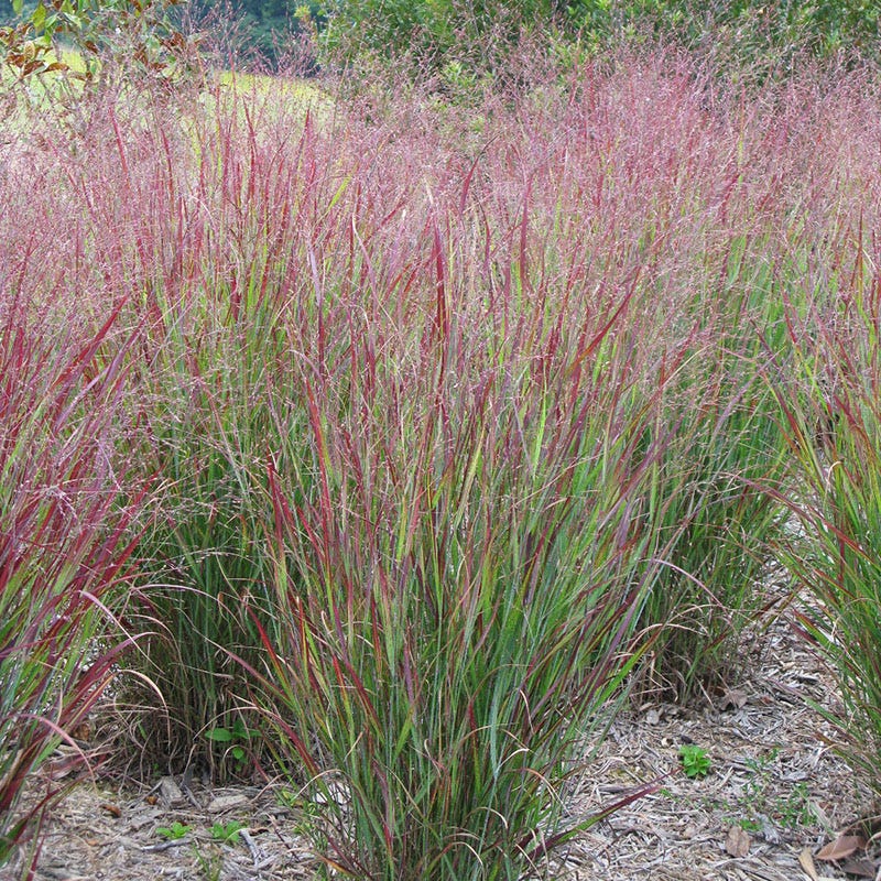 Rain Resilience Native Pre-Planned Garden - Image 10