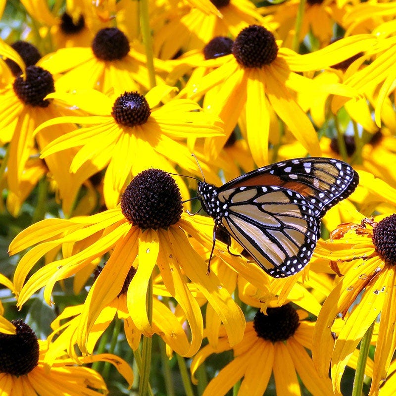 Butterfly & Hummingbird Pre-Planned Garden - Image 11
