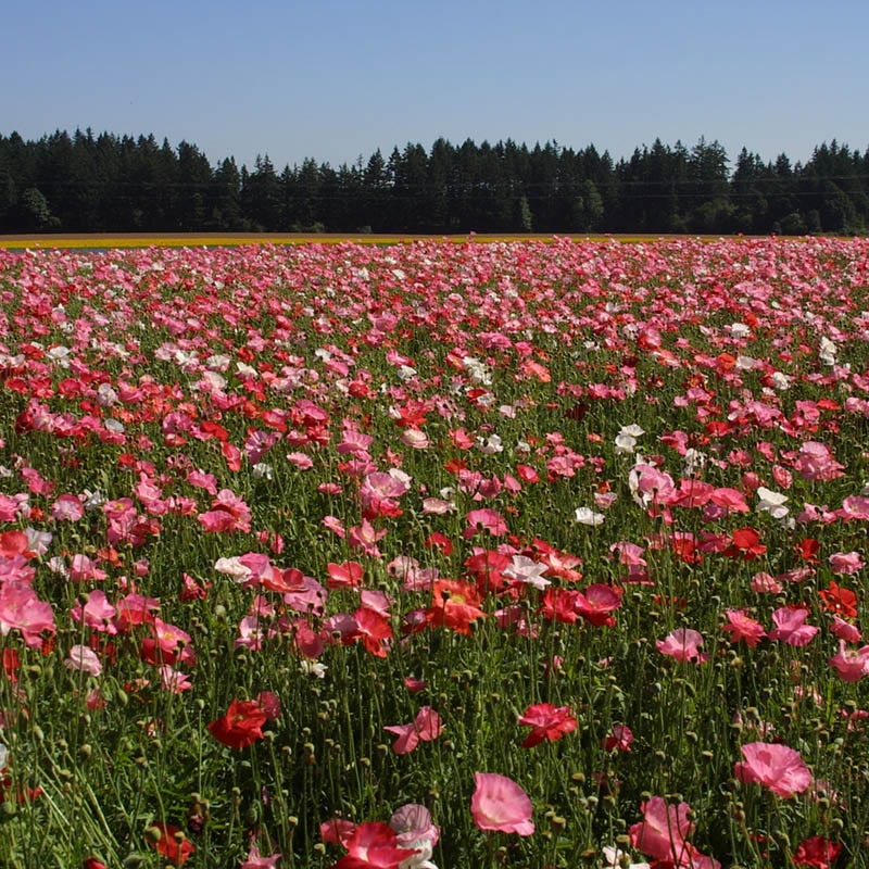 Red Poppy Seed Mix - Image 6