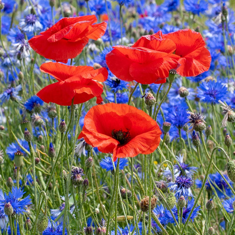 Red Poppy Seeds - Image 3