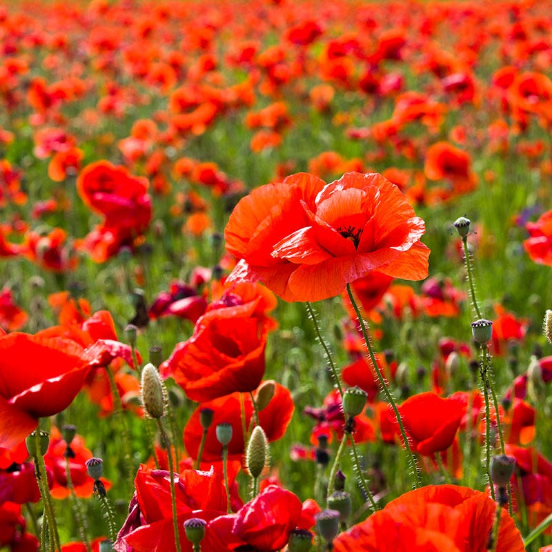 Red Poppy Seeds - Image 4