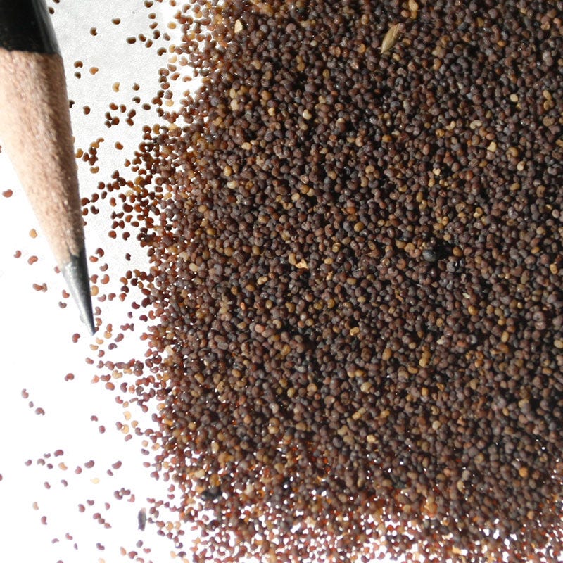 Red Poppy Seeds - Image 7