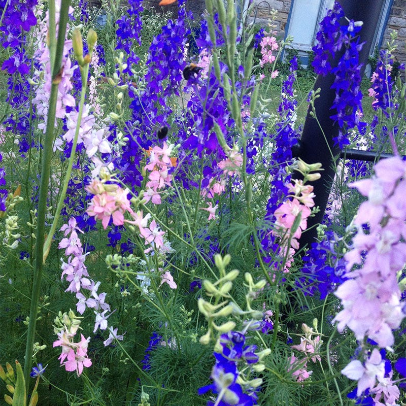 Rocket Larkspur Seeds