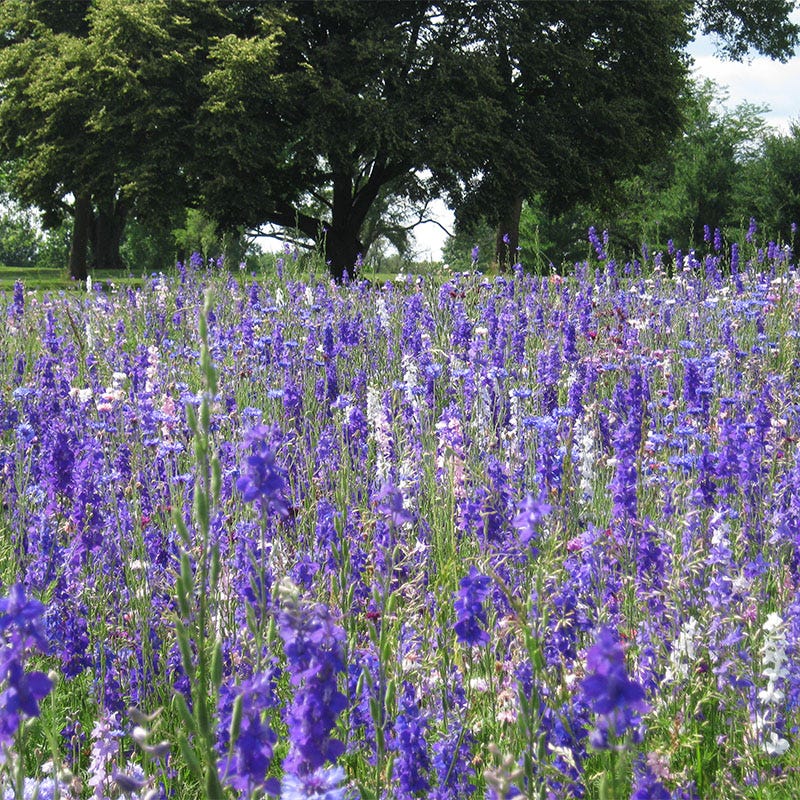 Rocket Larkspur Seeds - Image 5