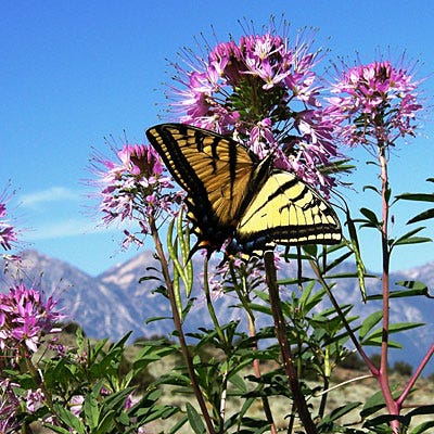 Rocky Mountain Bee Plant Seeds - Image 2