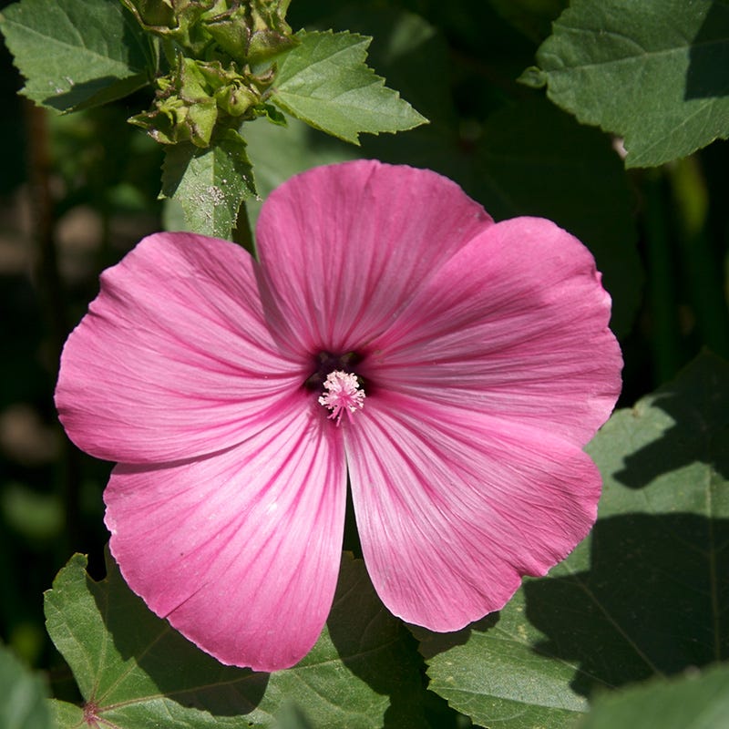 Rose Mallow Seeds - Image 3