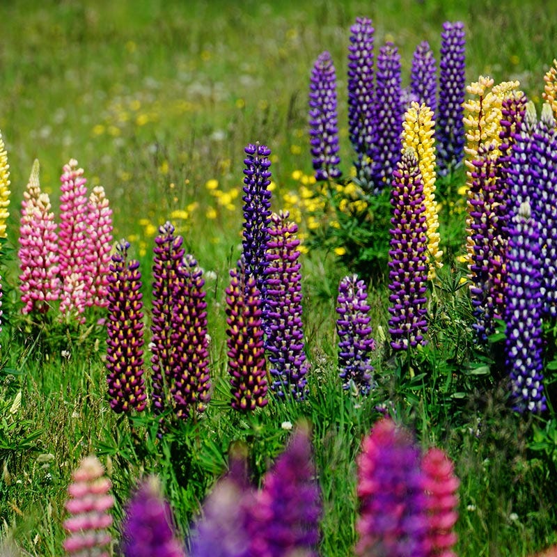Russell Lupine Seed Mix - Image 4