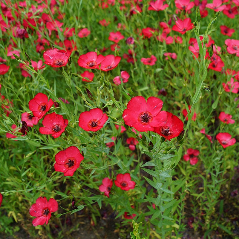 Scarlet Flax Seeds - Image 2