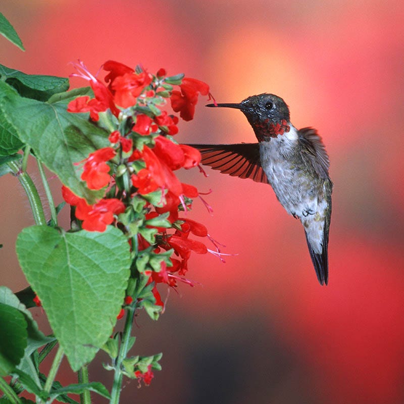 Scarlet Sage Seeds - Image 2