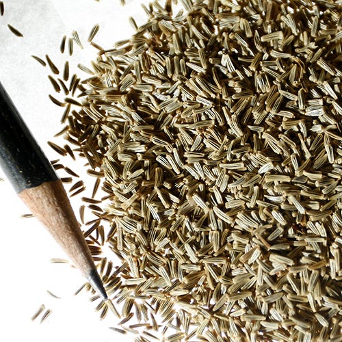 Shasta Daisy Seeds - Image 6