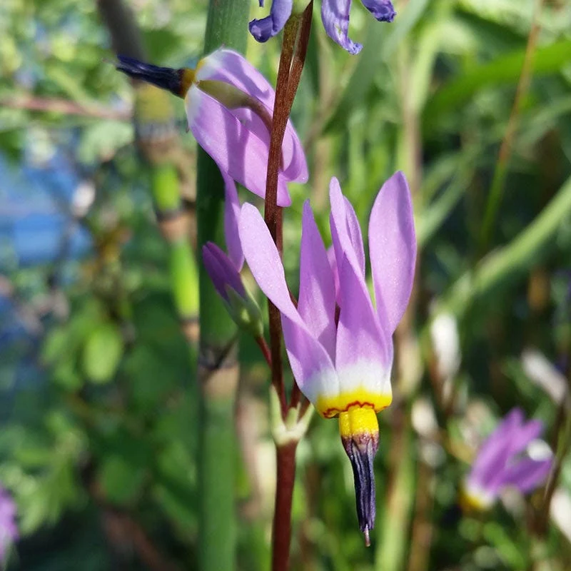 Shooting Star Seeds - Image 2