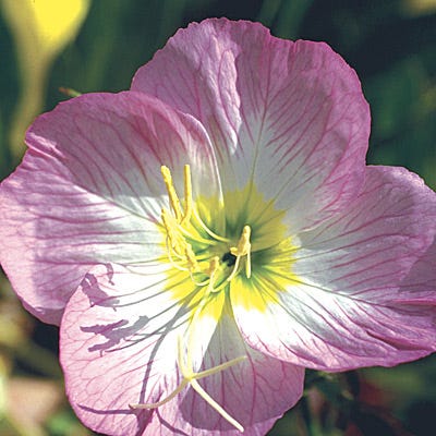 Showy Evening Primrose Seeds - Image 6