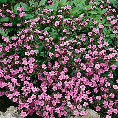 Soapwort Seeds - Image 2