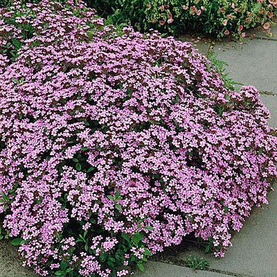 Soapwort Seeds - Image 3