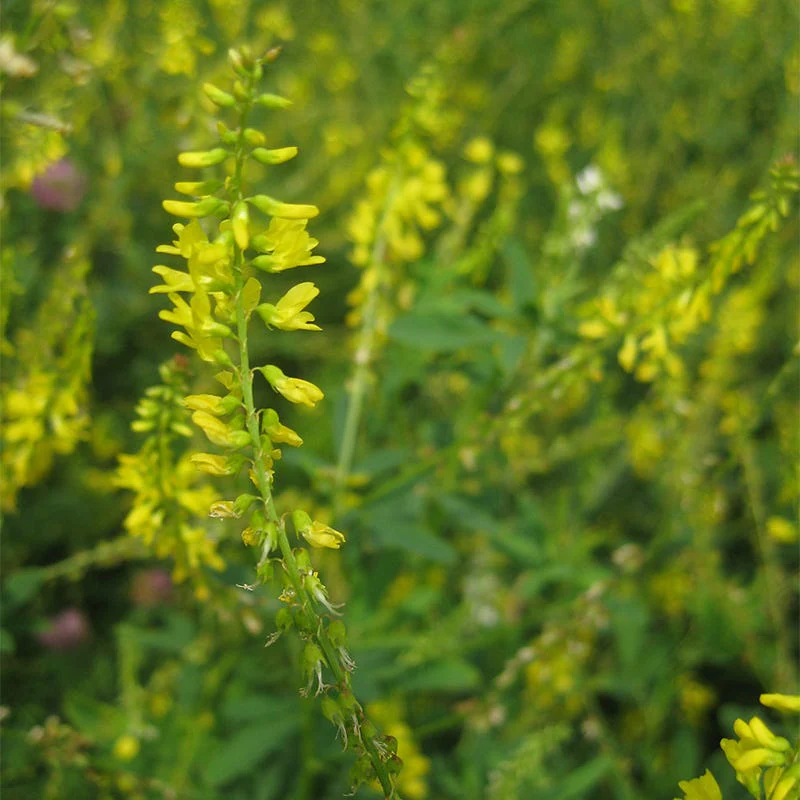 Pollinator Cover Crop Seed Mix - Image 7