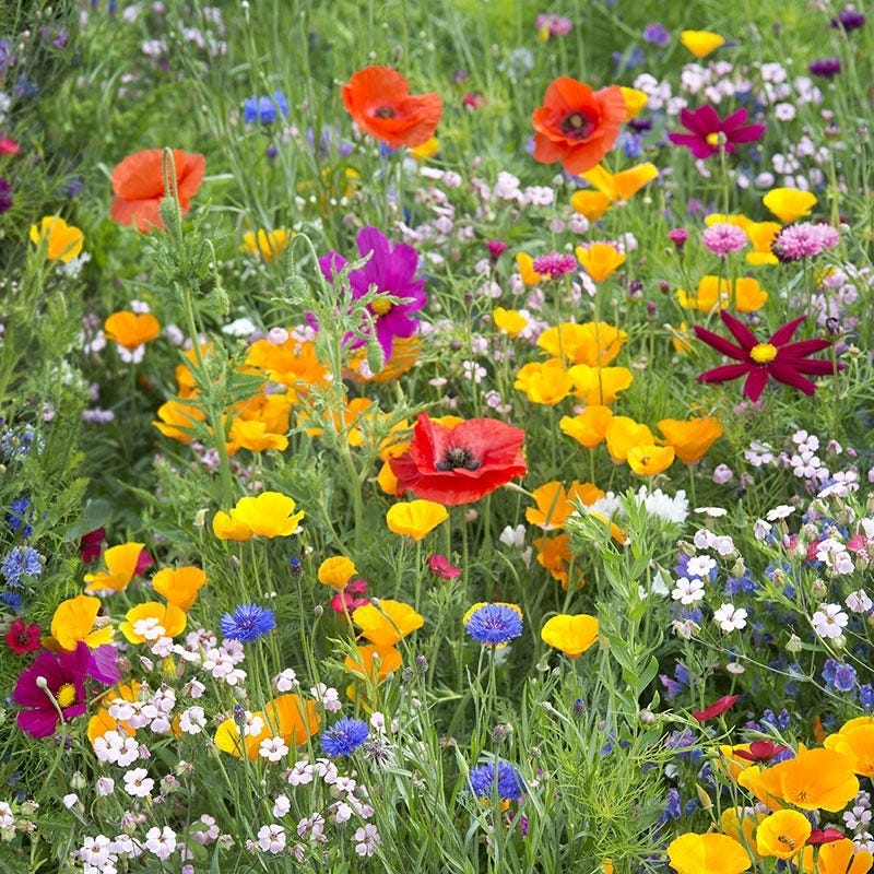 South Dakota Select Wildflower Seed Mix - Image 2