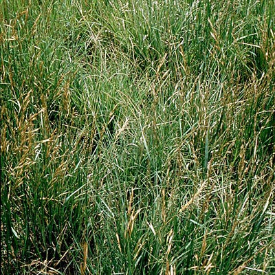 Southeast Native Grass Seed Mix - Image 2