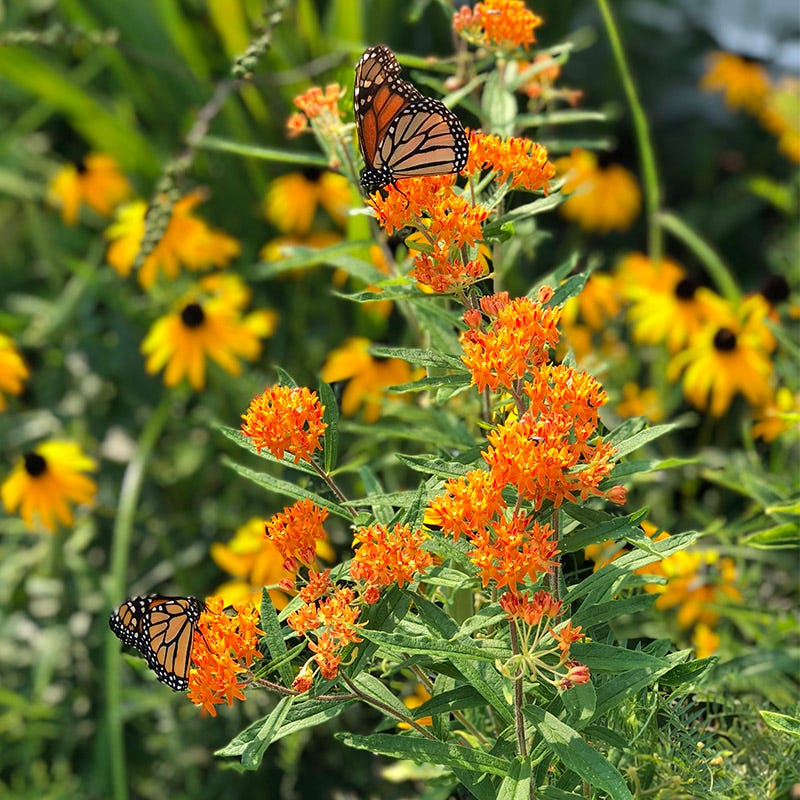Southeast Pollinator Wildflower Seed Mix - Image 3