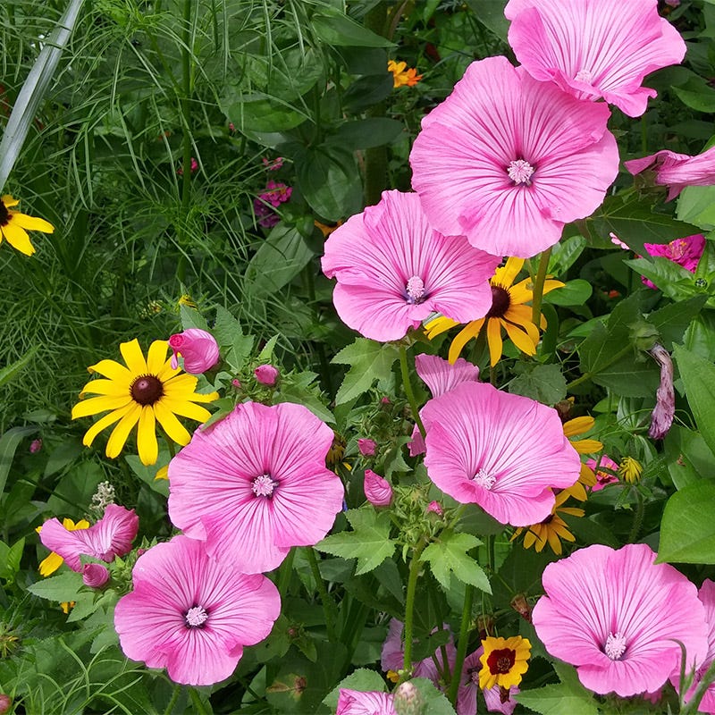 Southeast Pollinator Wildflower Seed Mix - Image 7