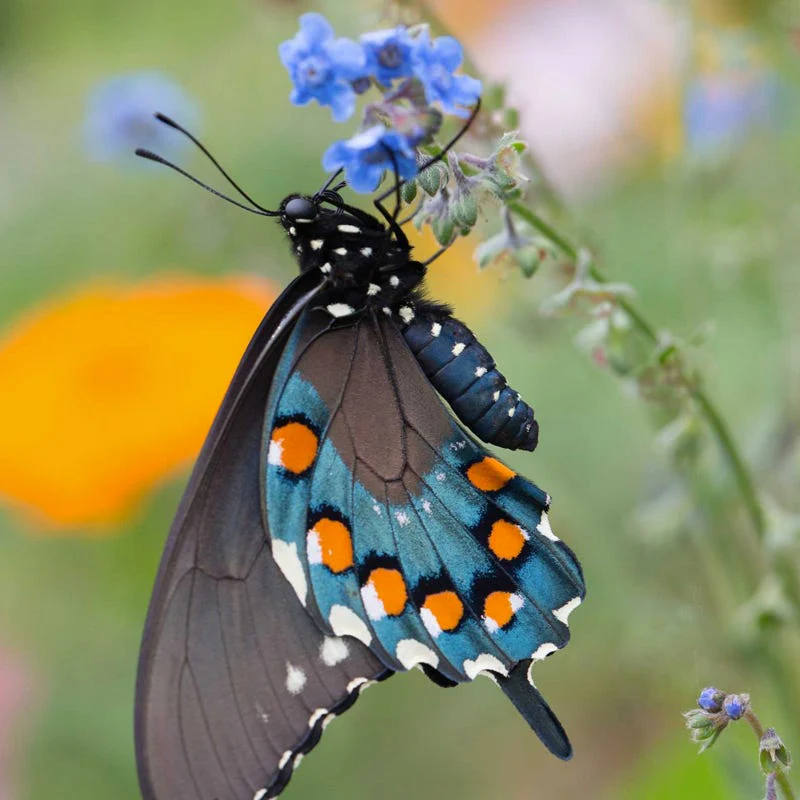 Southeast Pollinator Wildflower Seed Mix - Image 8
