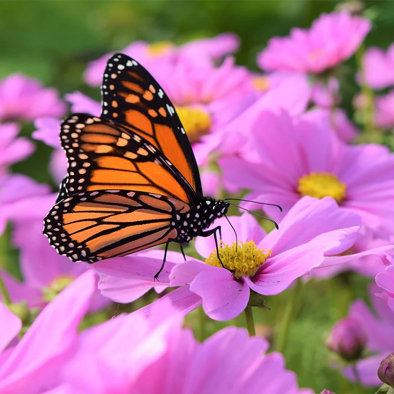 Southwest Pollinator Wildflower Seed Mix - Image 3