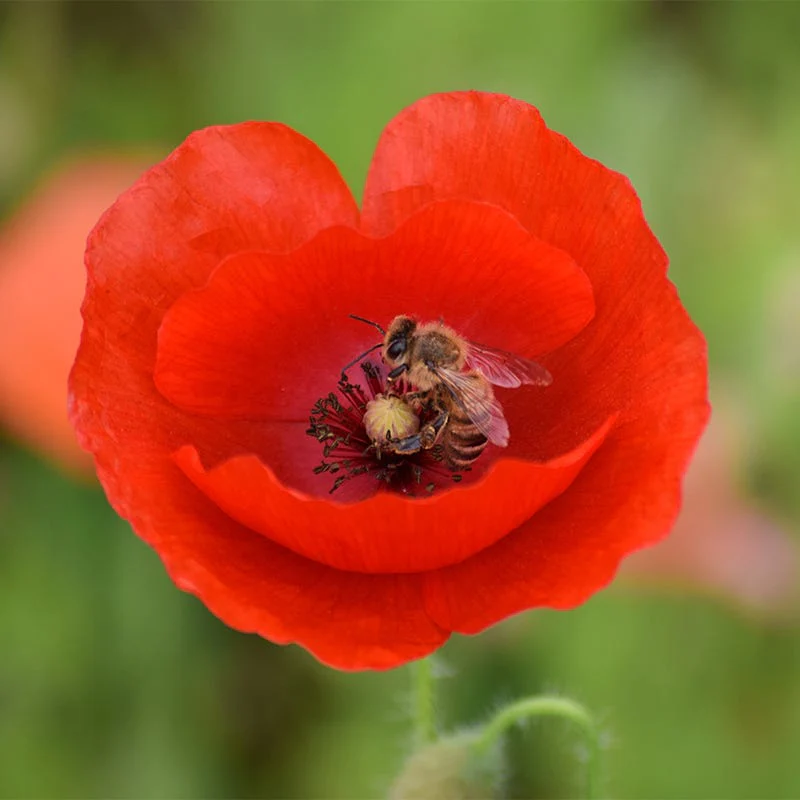 Southwest Pollinator Wildflower Seed Mix - Image 8
