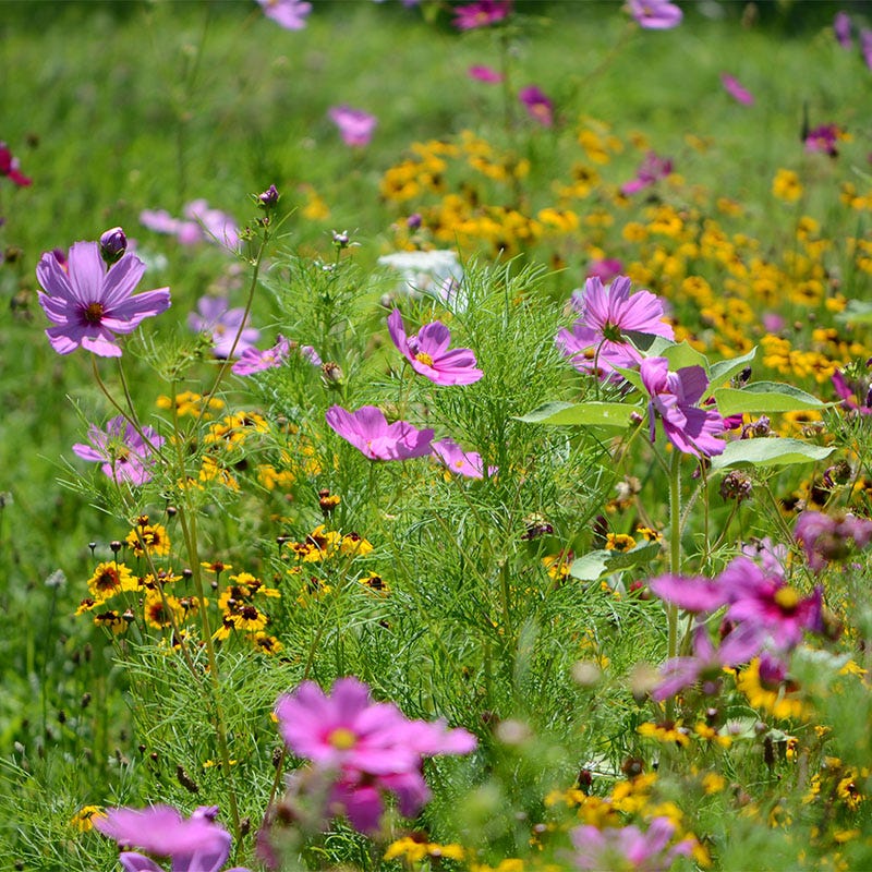 Southwest Select Wildflower Seed Mix - Image 3