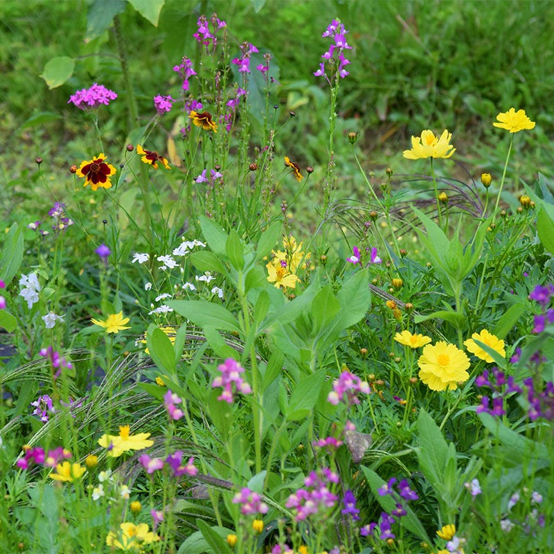 Southwest Select Wildflower Seed Mix - Image 9