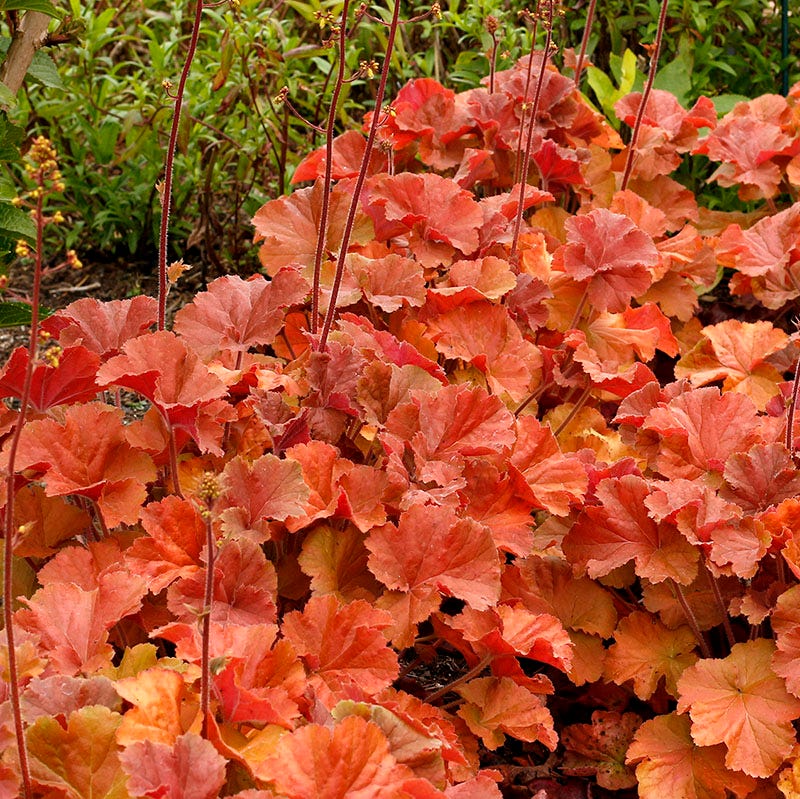 Sparkling Shade Pre-Planned Garden - Image 8