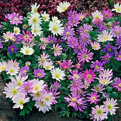Anemone blanda Mix - Image 2
