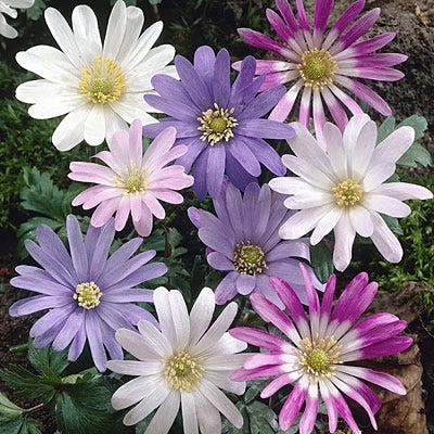 Anemone blanda Mix - Image 3