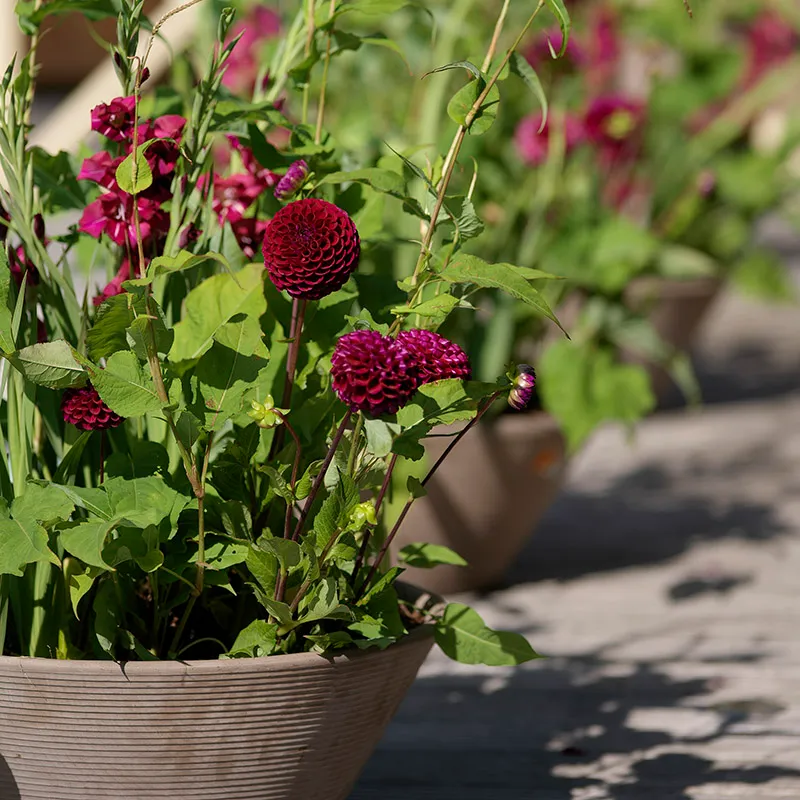 Ivanetti Ball Dahlia - Image 2