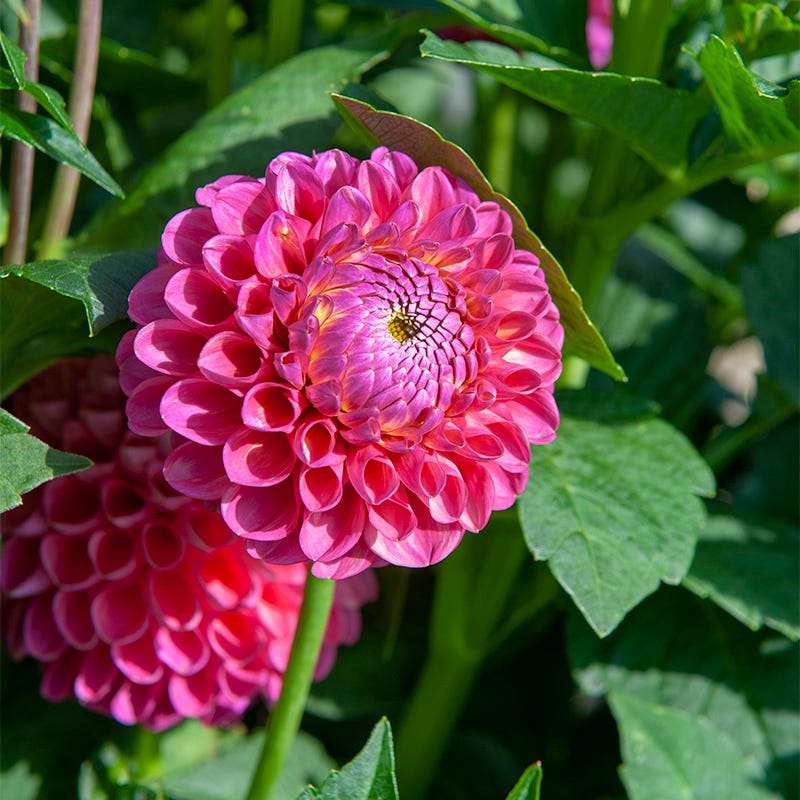 Jowey Frambo Ball Dahlia - Image 2