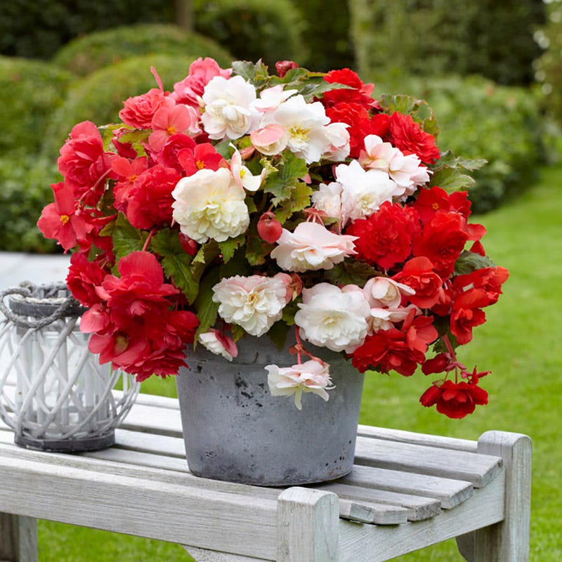 Odorata Begonia Mix - Image 3