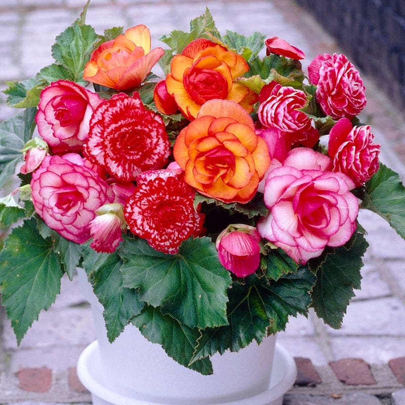 Picotee Begonia Mix - Image 2