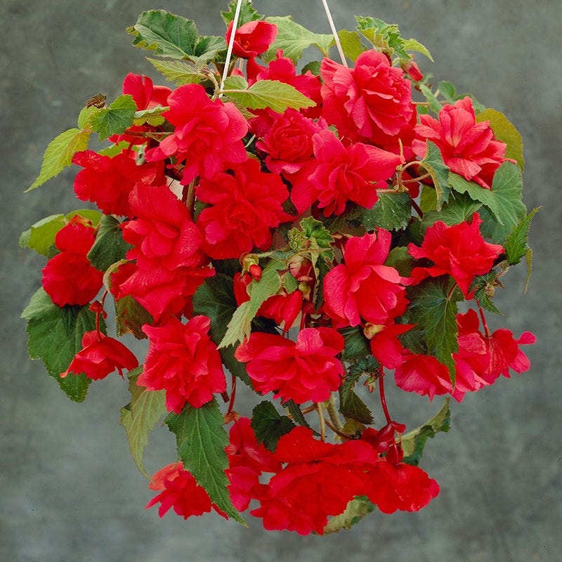Red Cascading Begonia - Image 2