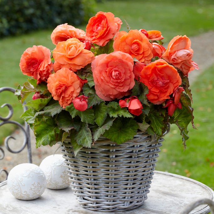 Superba Salmon Begonia